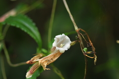 Tripterospermum luzonense