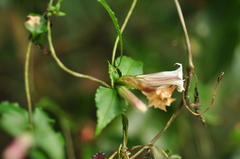 Tripterospermum luzonense