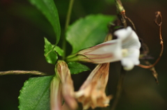 Tripterospermum luzonense