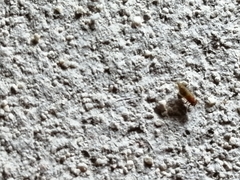 Mitrapsylla