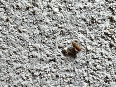 Mitrapsylla