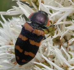 Temognatha mitchellii