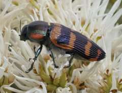 Temognatha mitchellii