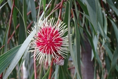 Hakea laurina