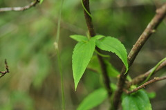 Tripterospermum lanceolatum