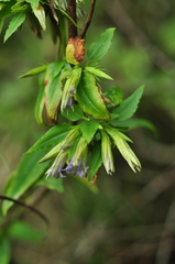 Tripterospermum lanceolatum