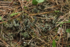 Cladonia phyllophora