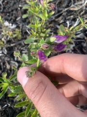 Penstemon cardwellii