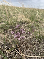 Cynanchum purpureum