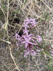 Cynanchum purpureum