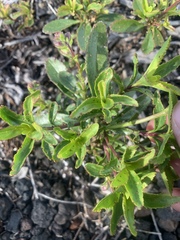 Penstemon cardwellii
