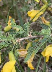 Caragana microphylla