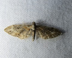 Eupithecia rotundopuncta