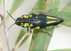 Cyphogastra pistor
