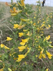 Caragana microphylla