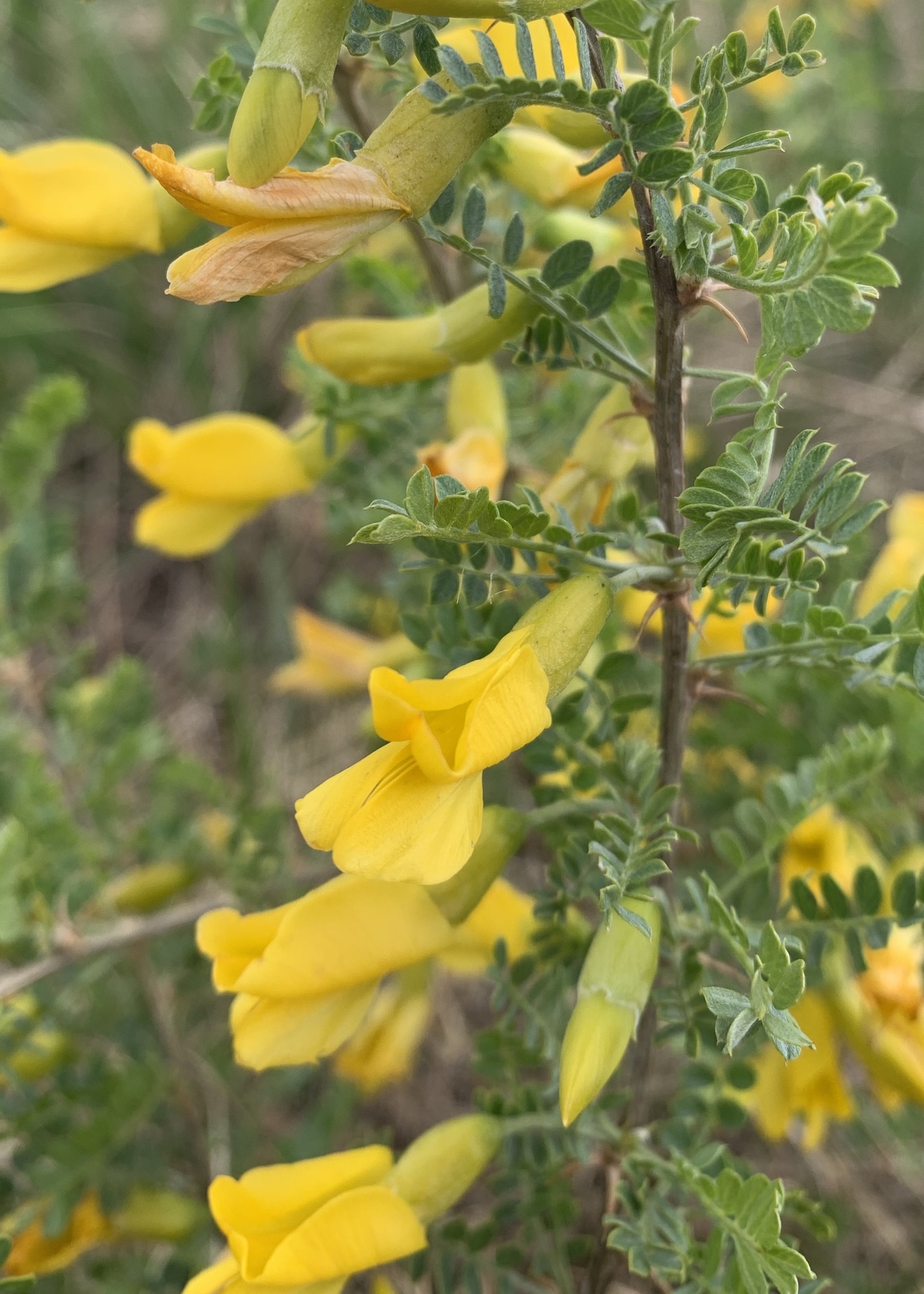 Caragana microphylla
