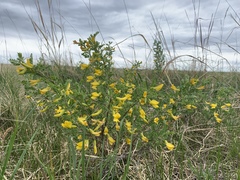 Caragana microphylla