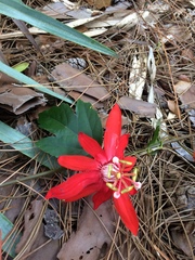 Passifloraceae
