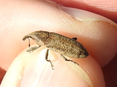 Lixus scrobicollis
