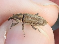 Lixus scrobicollis