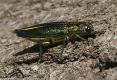 Cyphogastra farinosa