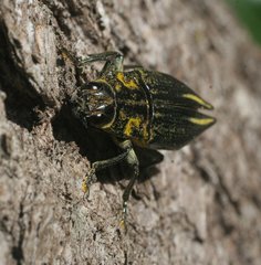 Cyphogastra farinosa