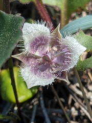 Calochortus elegans nanus
