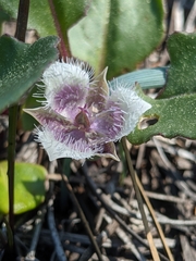 Calochortus elegans nanus