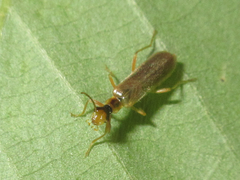Asiopodabrus