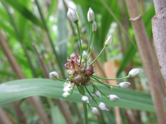 Allium macrostemon