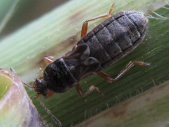 Dimorphopterus pallipes