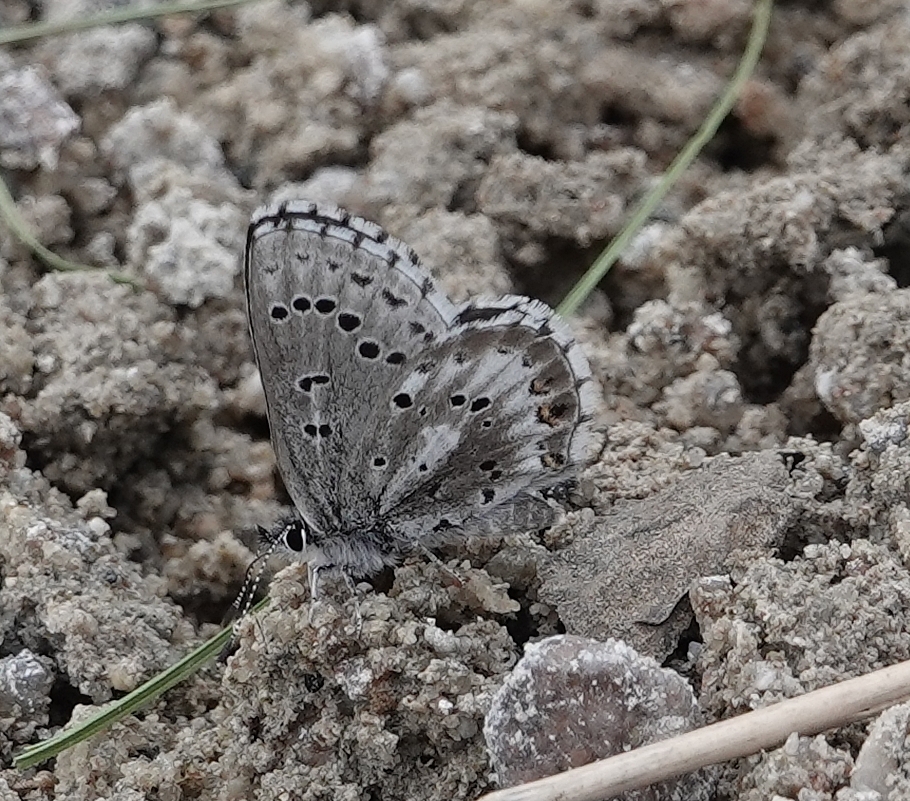 Arrowhead Blue