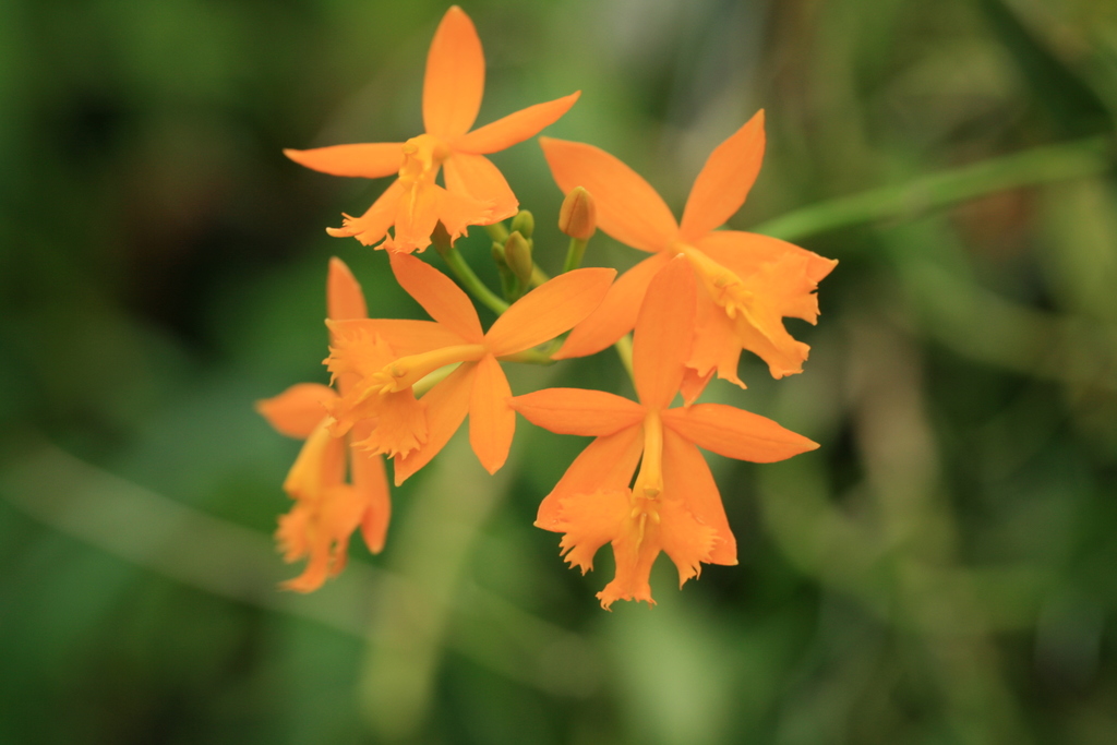 Epidendrum radicans (Flora Singapore List E) · iNaturalist