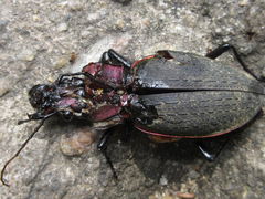 Carabus jankowskii