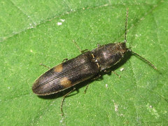 Limoniscus kraatzi