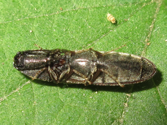 Limoniscus kraatzi