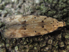 Pseudotelphusa acrobrunella