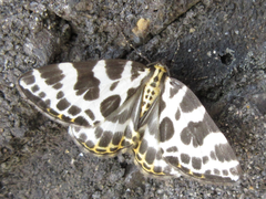 Gandaritis whitelyi
