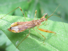 Gorpis brevilineatus