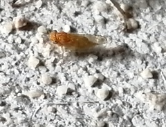 Mitrapsylla