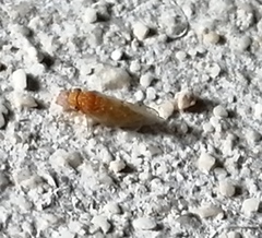 Mitrapsylla