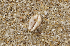 Notocypraea angustata