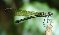 Heliocypha biforata