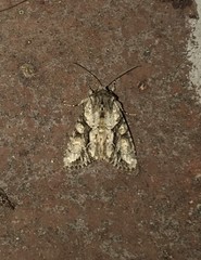 Achatia distincta