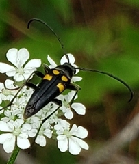 Typocerus lunulatus