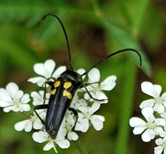 Typocerus lunulatus