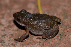 Eleutherodactylus nitidus