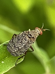 Euthycera