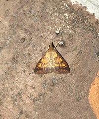 Pyrausta acrionalis