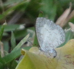 Spalgis lemolea lemolea